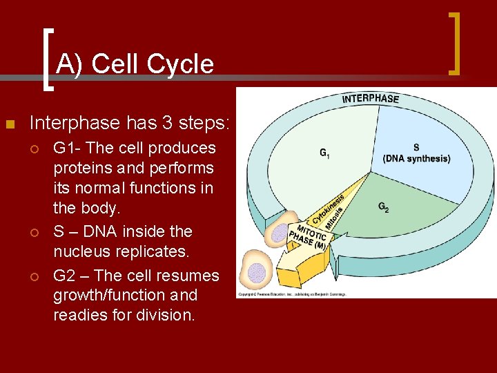 A) Cell Cycle n Interphase has 3 steps: ¡ ¡ ¡ G 1 -