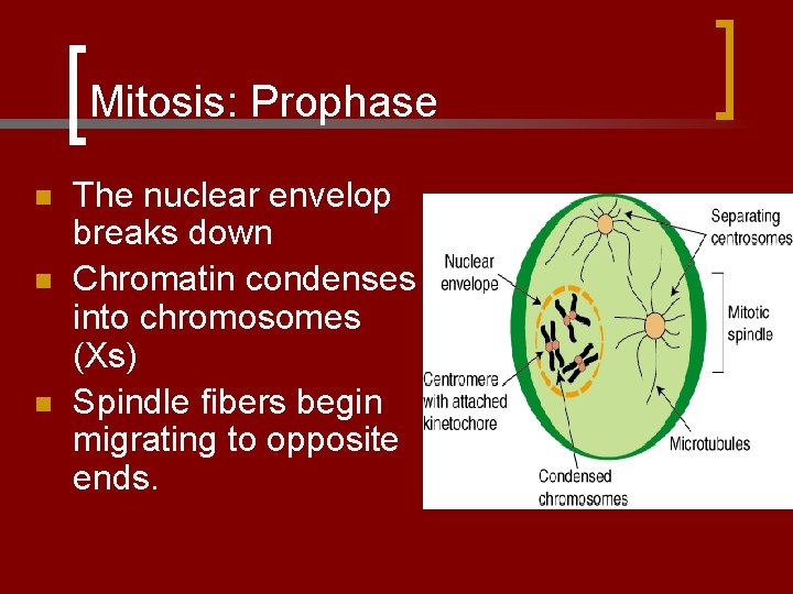 Mitosis: Prophase n n n The nuclear envelop breaks down Chromatin condenses into chromosomes