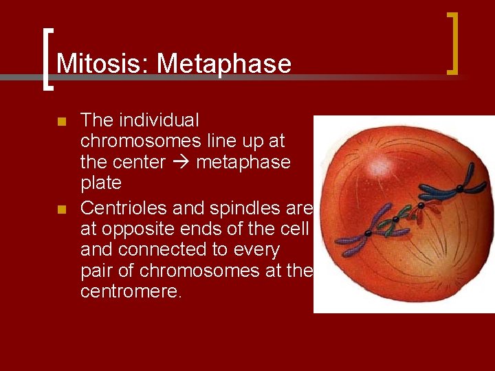 Mitosis: Metaphase n n The individual chromosomes line up at the center metaphase plate
