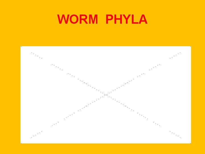 WORM PHYLA WORM PHYLA