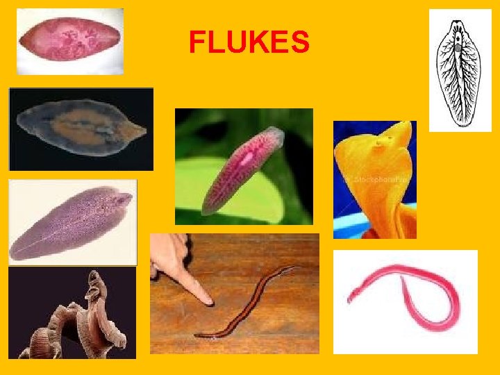FLUKES FLUKES