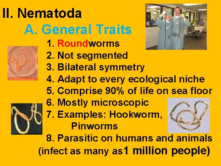 II. Nematoda A. General Traits 1. Roundworms 2. Not segmented 3. Bilateral symmetry 4. II. Nematoda A. General Traits 1. Roundworms 2. Not segmented 3. Bilateral symmetry 4.