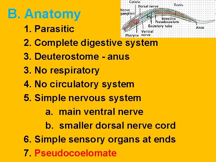 B. Anatomy 1. Parasitic 2. Complete digestive system 3. Deuterostome - anus 3. No B. Anatomy 1. Parasitic 2. Complete digestive system 3. Deuterostome - anus 3. No
