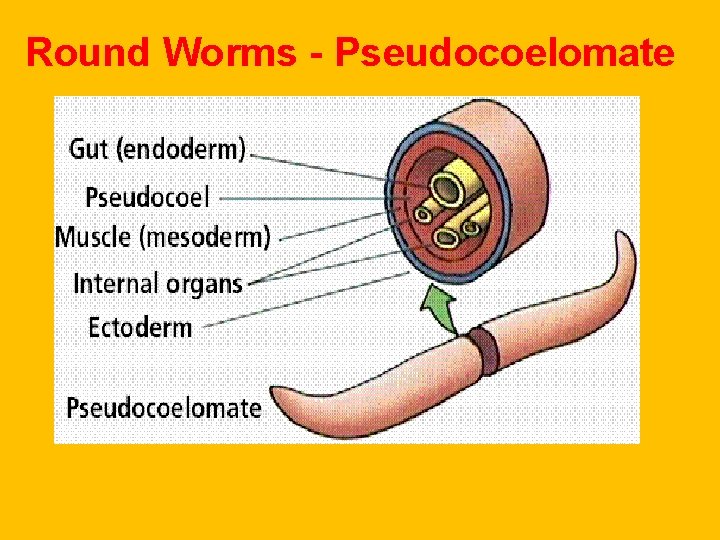 Round Worms - Pseudocoelomate Round Worms - Pseudocoelomate