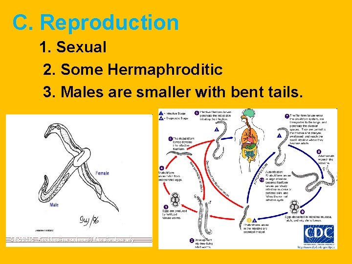 C. Reproduction 1. Sexual 2. Some Hermaphroditic 3. Males are smaller with bent tails. C. Reproduction 1. Sexual 2. Some Hermaphroditic 3. Males are smaller with bent tails.