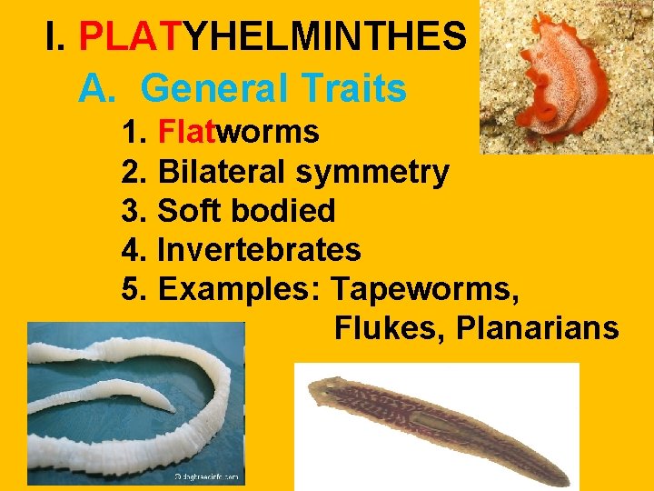I. PLATYHELMINTHES A. General Traits 1. Flatworms 2. Bilateral symmetry 3. Soft bodied 4. I. PLATYHELMINTHES A. General Traits 1. Flatworms 2. Bilateral symmetry 3. Soft bodied 4.