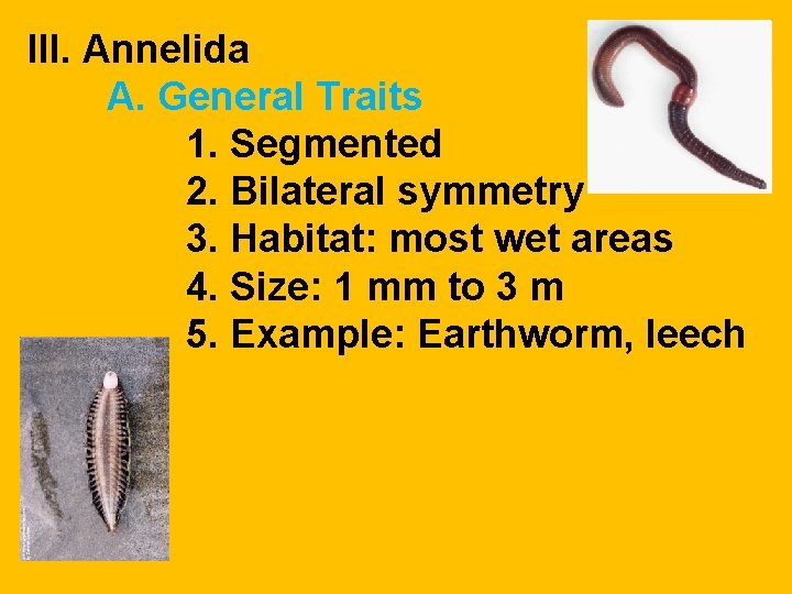 III. Annelida A. General Traits 1. Segmented 2. Bilateral symmetry 3. Habitat: most wet III. Annelida A. General Traits 1. Segmented 2. Bilateral symmetry 3. Habitat: most wet