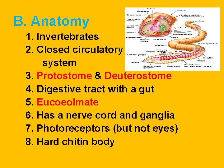 B. Anatomy 1. Invertebrates 2. Closed circulatory system 3. Protostome & Deuterostome 4. Digestive B. Anatomy 1. Invertebrates 2. Closed circulatory system 3. Protostome & Deuterostome 4. Digestive