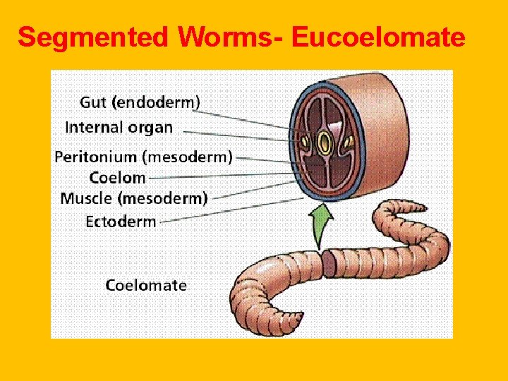 Segmented Worms- Eucoelomate Segmented Worms- Eucoelomate