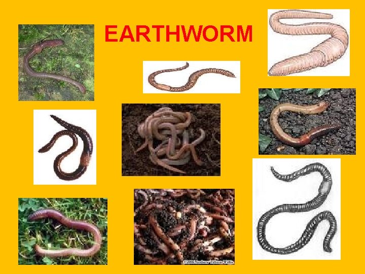 EARTHWORM EARTHWORM