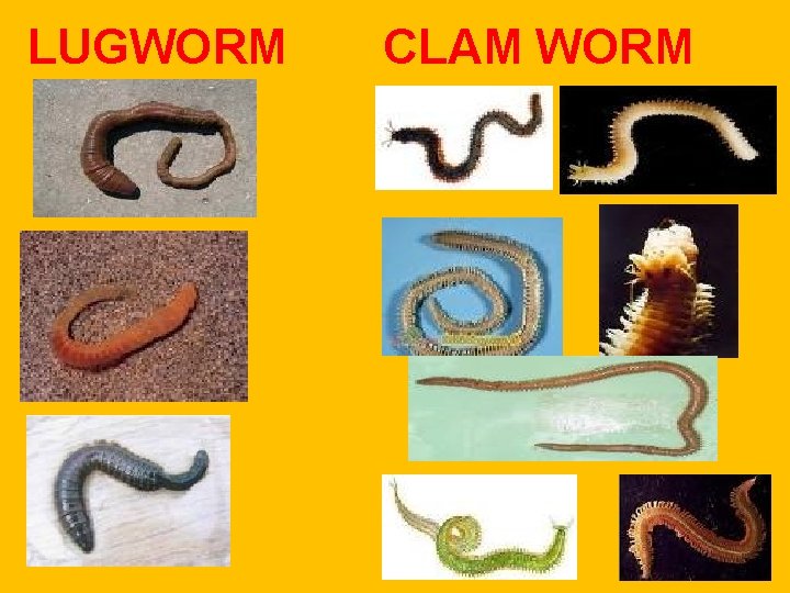 LUGWORM CLAM WORM LUGWORM CLAM WORM