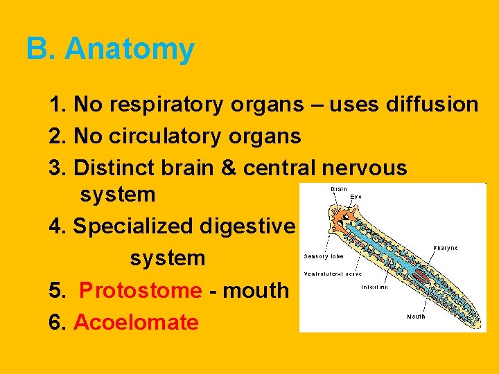 B. Anatomy 1. No respiratory organs – uses diffusion 2. No circulatory organs 3. B. Anatomy 1. No respiratory organs – uses diffusion 2. No circulatory organs 3.
