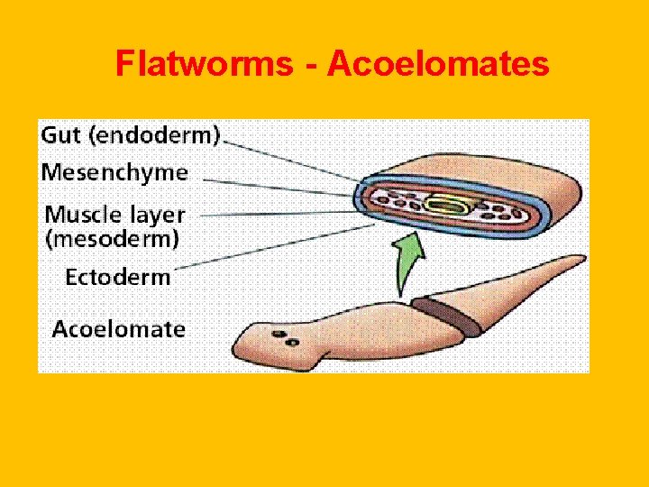 Flatworms - Acoelomates Flatworms - Acoelomates