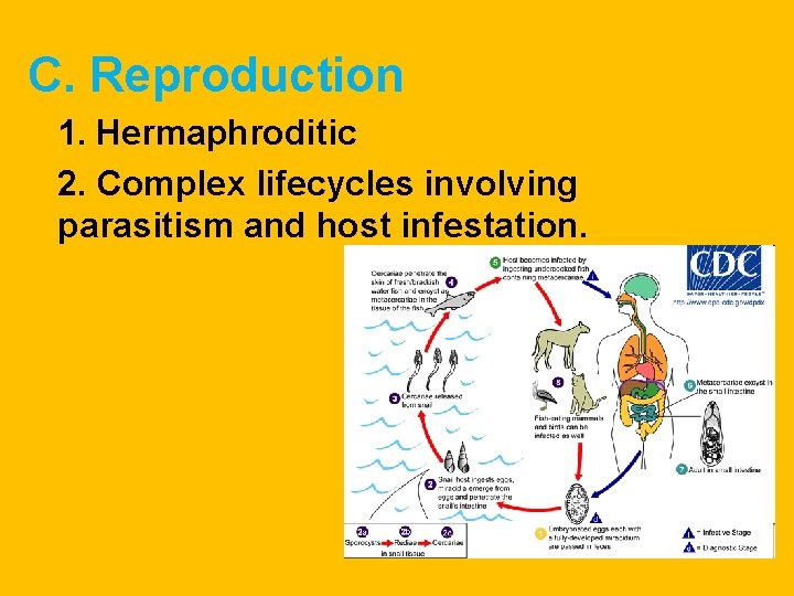 C. Reproduction 1. Hermaphroditic 2. Complex lifecycles involving parasitism and host infestation. C. Reproduction 1. Hermaphroditic 2. Complex lifecycles involving parasitism and host infestation.