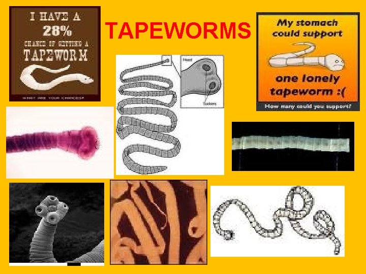 TAPEWORMS TAPEWORMS