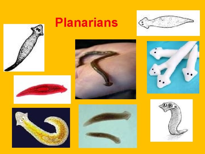 Planarians Planarians