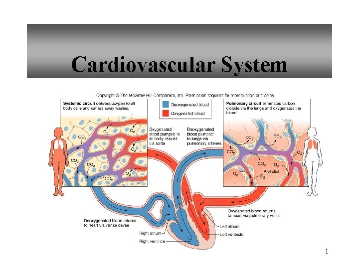 Cardiovascular System 1 
