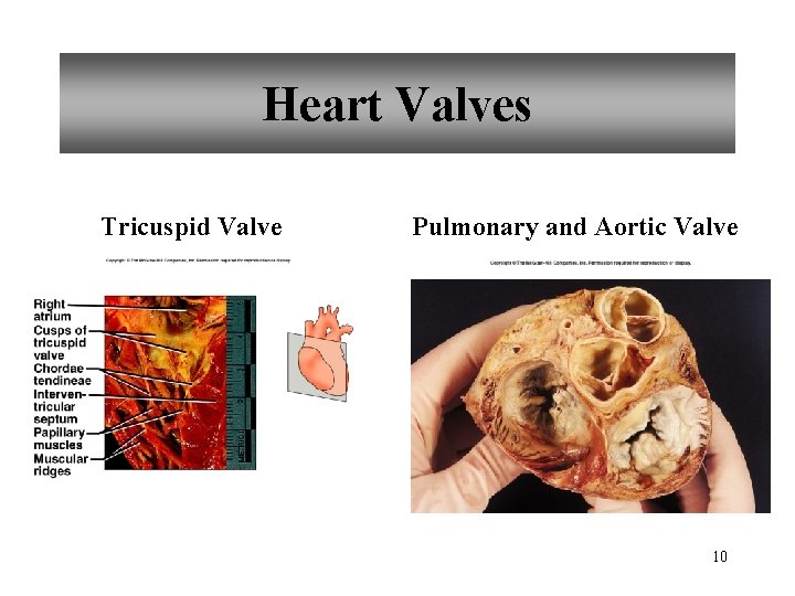 Heart Valves Tricuspid Valve Pulmonary and Aortic Valve 10 