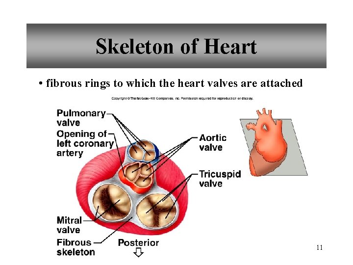 Skeleton of Heart • fibrous rings to which the heart valves are attached 11