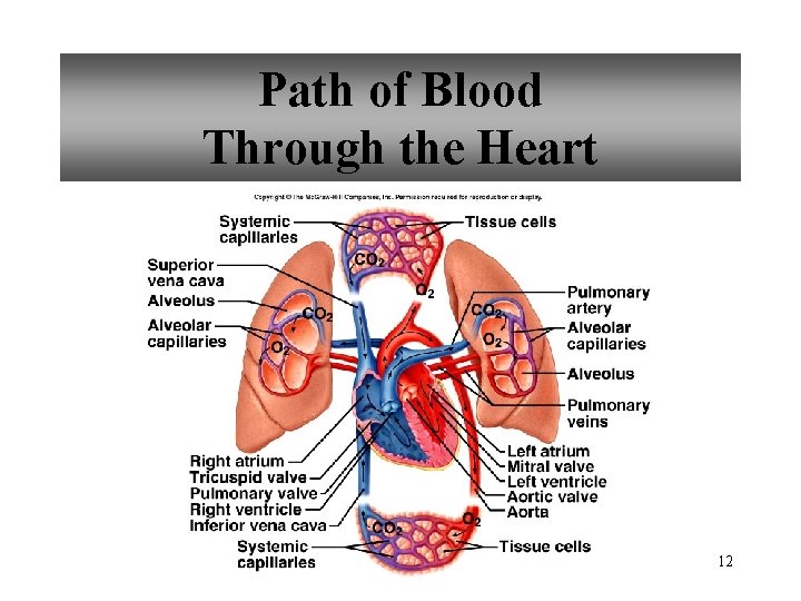 Path of Blood Through the Heart 12 