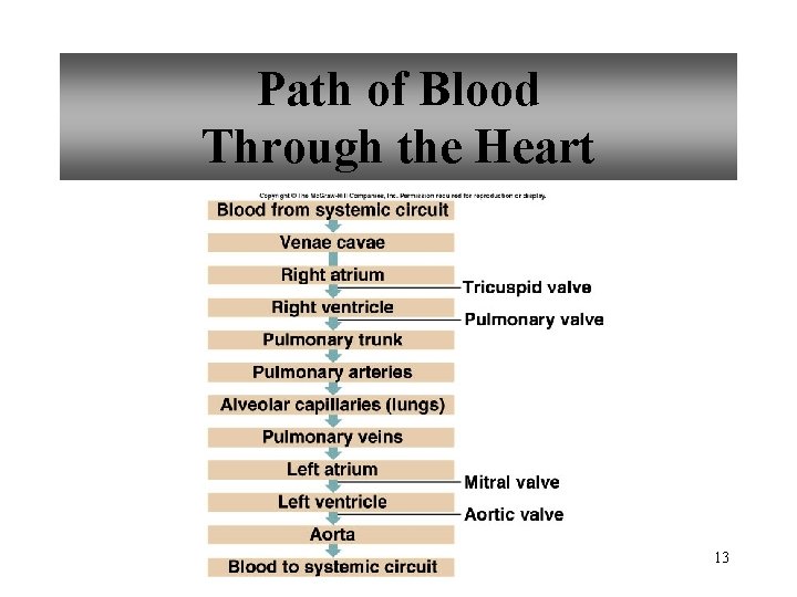 Path of Blood Through the Heart 13 
