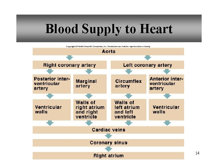 Blood Supply to Heart 14 
