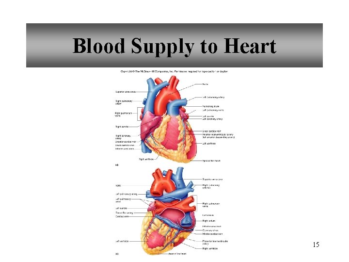 Blood Supply to Heart 15 