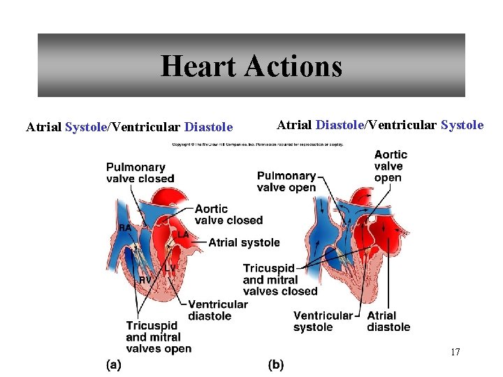 Heart Actions Atrial Systole/Ventricular Diastole Atrial Diastole/Ventricular Systole 17 