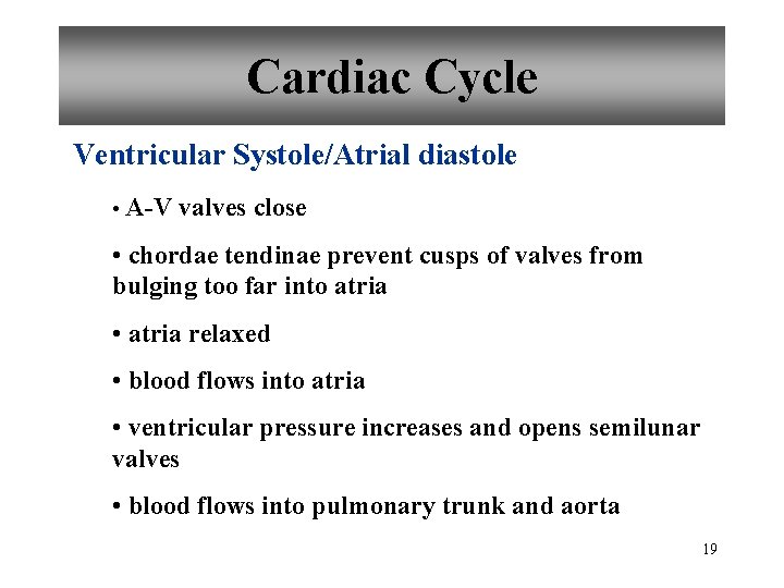 Cardiac Cycle Ventricular Systole/Atrial diastole • A-V valves close • chordae tendinae prevent cusps