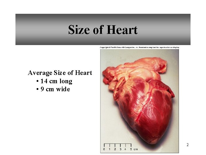 Size of Heart Average Size of Heart • 14 cm long • 9 cm