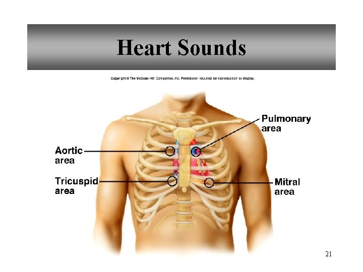 Heart Sounds 21 