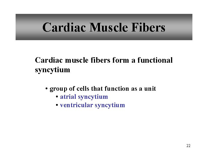Cardiac Muscle Fibers Cardiac muscle fibers form a functional syncytium • group of cells