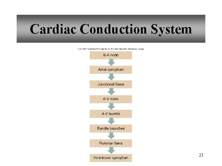 Cardiac Conduction System 23 