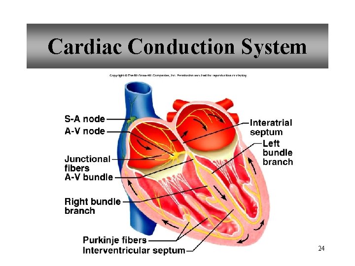 Cardiac Conduction System 24 