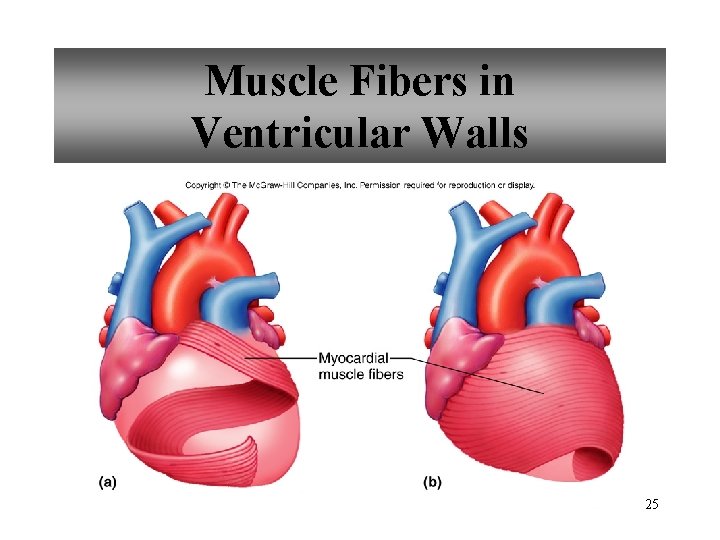 Muscle Fibers in Ventricular Walls 25 