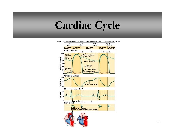 Cardiac Cycle 29 