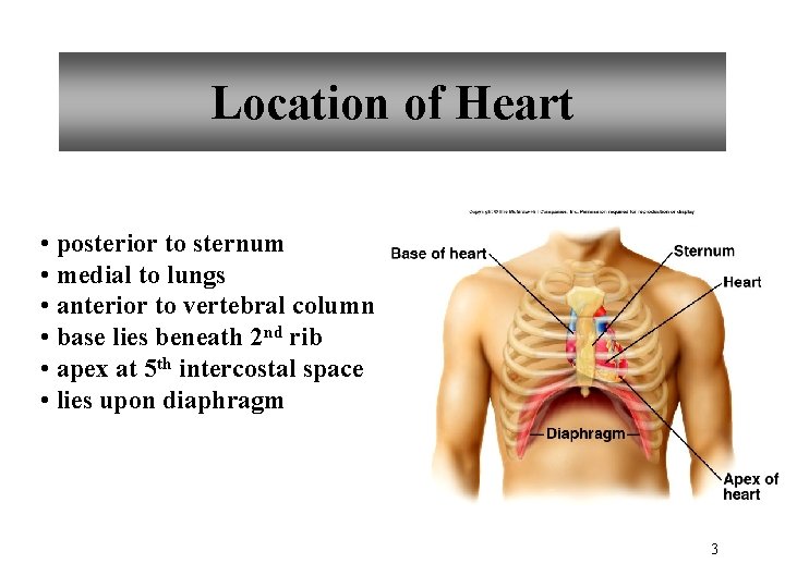 Location of Heart • posterior to sternum • medial to lungs • anterior to
