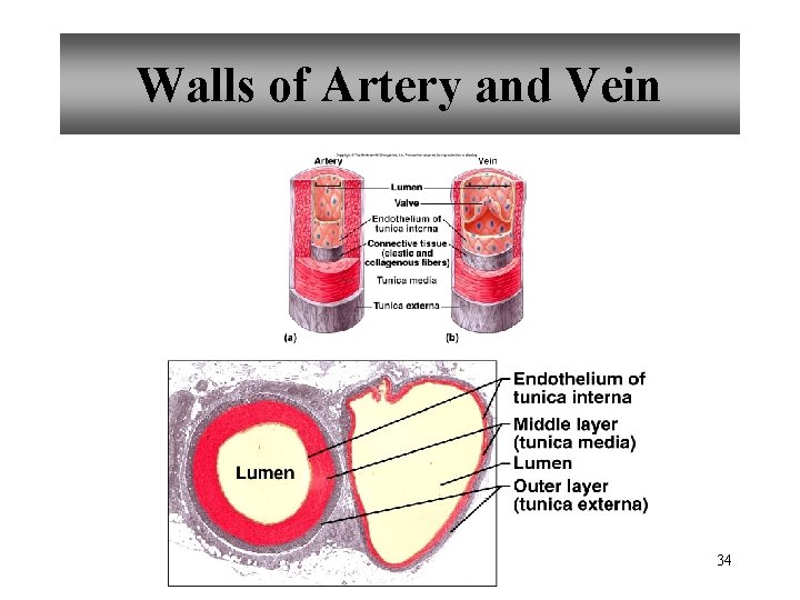 Walls of Artery and Vein 34 