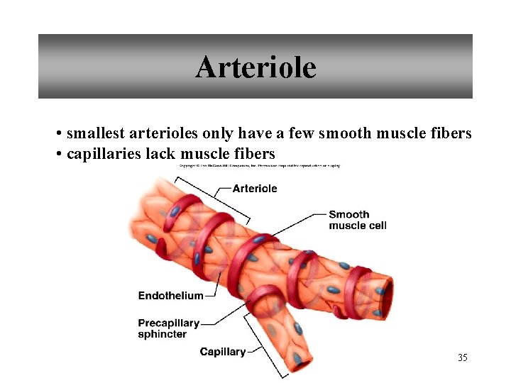 Arteriole • smallest arterioles only have a few smooth muscle fibers • capillaries lack