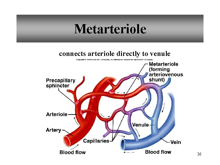 Metarteriole connects arteriole directly to venule 36 