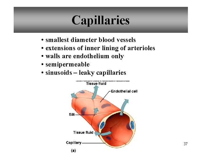 Capillaries • smallest diameter blood vessels • extensions of inner lining of arterioles •