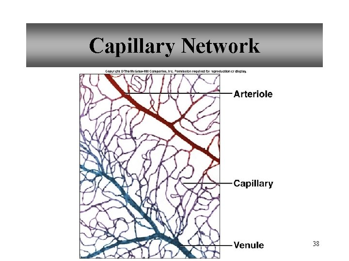 Capillary Network 38 