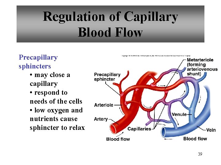 Regulation of Capillary Blood Flow Precapillary sphincters • may close a capillary • respond