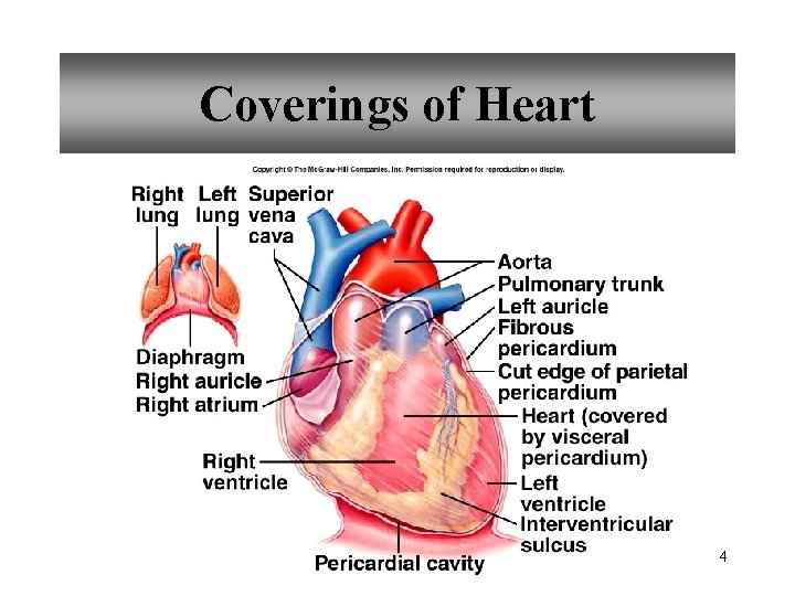 Coverings of Heart 4 