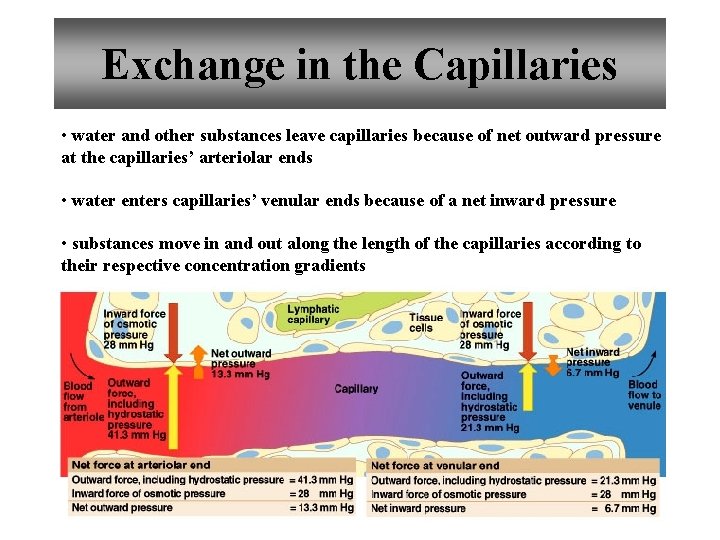 Exchange in the Capillaries • water and other substances leave capillaries because of net