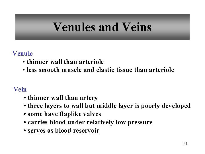 Venules and Veins Venule • thinner wall than arteriole • less smooth muscle and