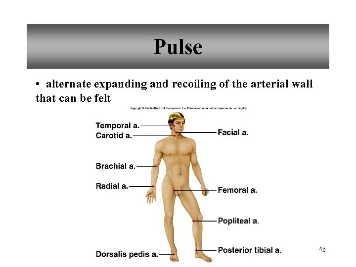 Pulse • alternate expanding and recoiling of the arterial wall that can be felt