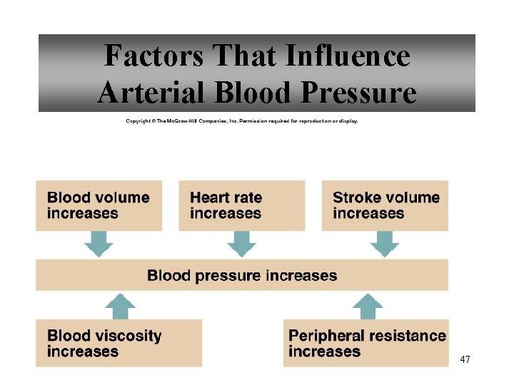 Factors That Influence Arterial Blood Pressure 47 