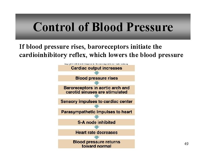 Control of Blood Pressure If blood pressure rises, baroreceptors initiate the cardioinhibitory reflex, which