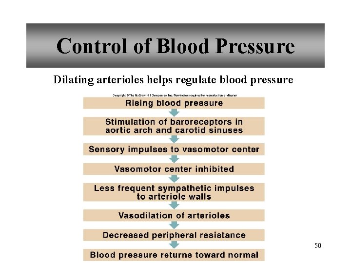 Control of Blood Pressure Dilating arterioles helps regulate blood pressure 50 